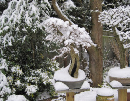 elm bonsai